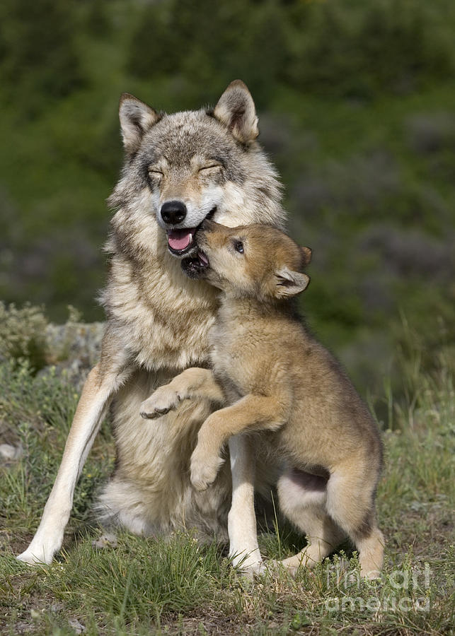 Wolf Cub Begging For Food Photograph by Jean-Louis Klein & Marie-Luce Hubert