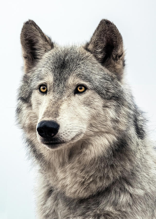 Wolf Photograph by Dawn Key