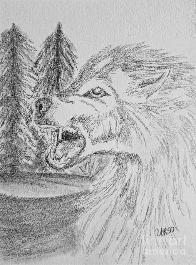 Wolf Drawing 17-01 Drawing by Maria Urso
