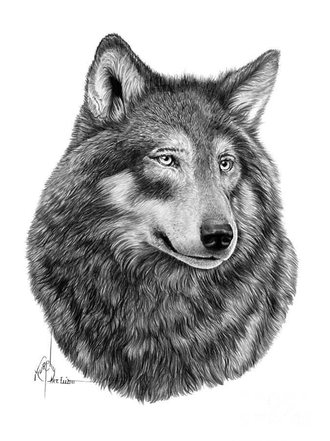 How To Sketch A Wolf, Arctic Wolf, Step by Step, Drawing Guide, by  finalprodigy - DragoArt