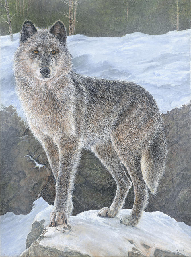 Wildlife Painting - Wolf by Edmund Price
