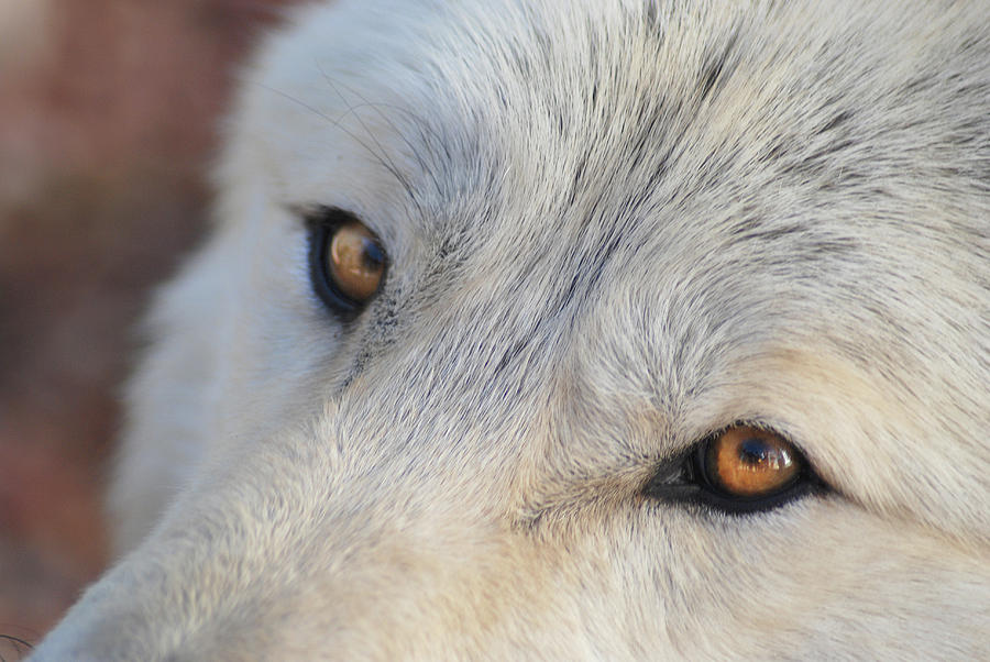 Wolf eyes Photograph by Carolyn DAlessandro