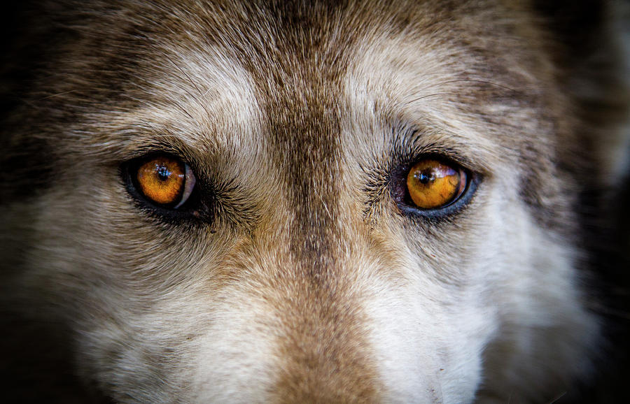 Wolf Eyes Photograph by Teri Virbickis
