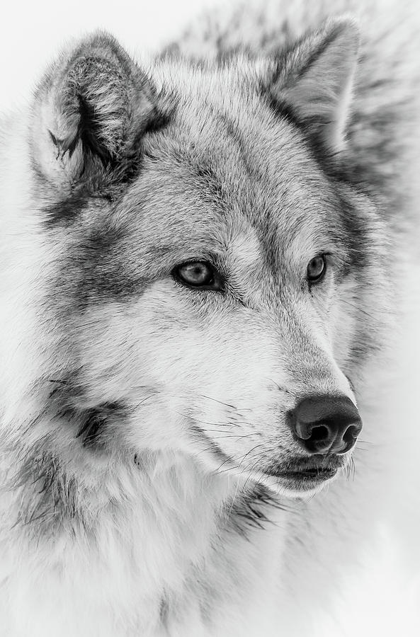 Wolf Face Close UP II Photograph by Athena Mckinzie