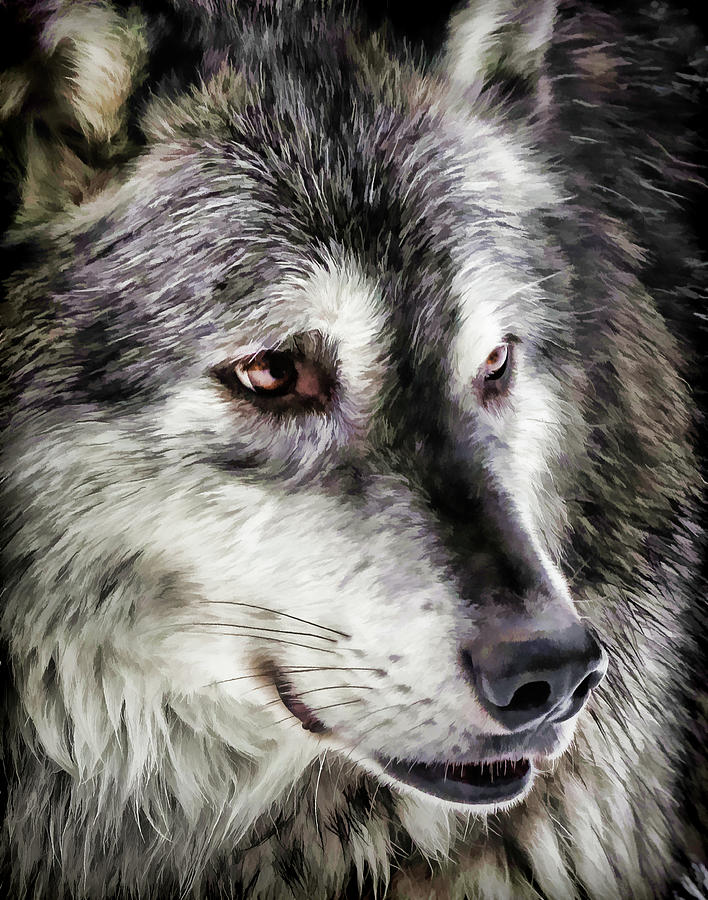 Wolf Face II Photograph by Athena Mckinzie