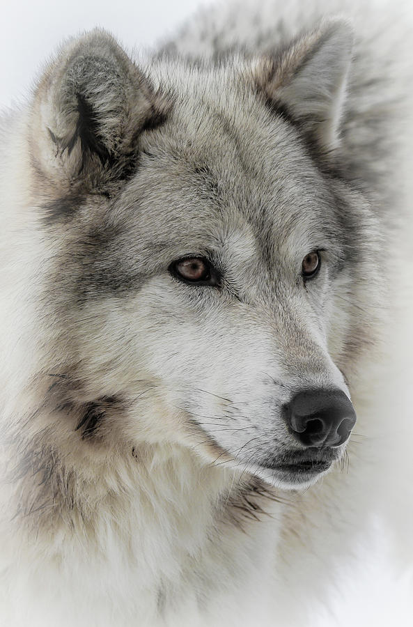 Yellowstone National Park Photograph - Wolf Face III by Athena Mckinzie