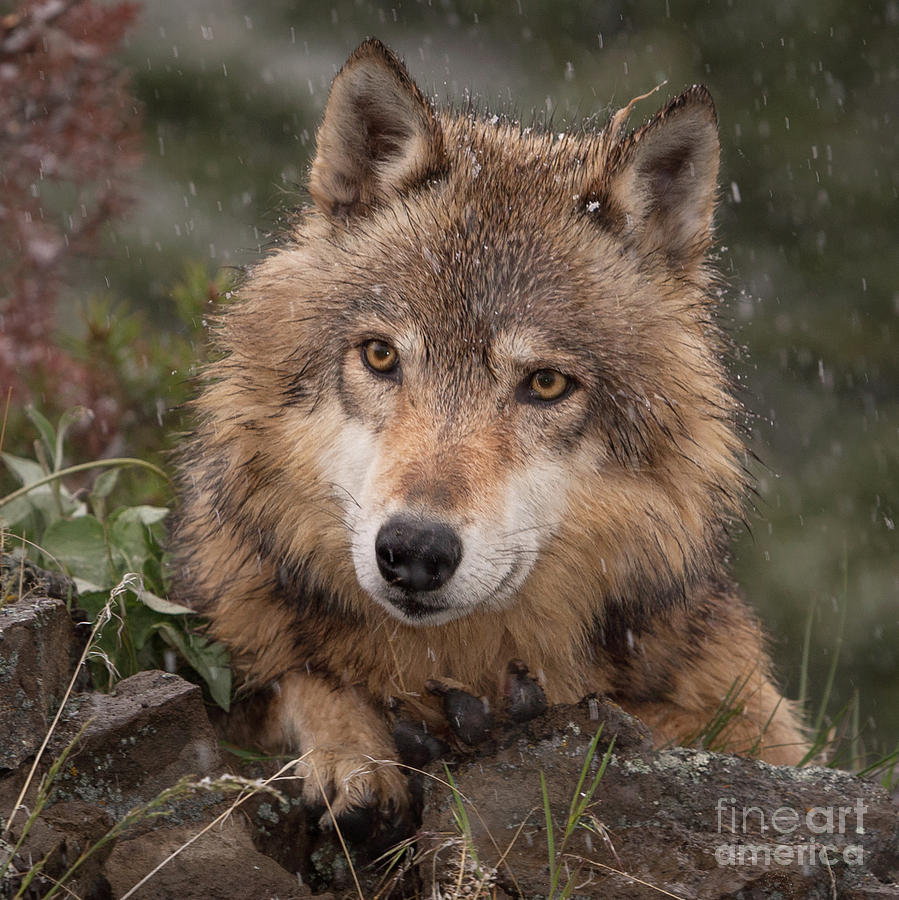Wolf Face Photograph by Jerry Fornarotto