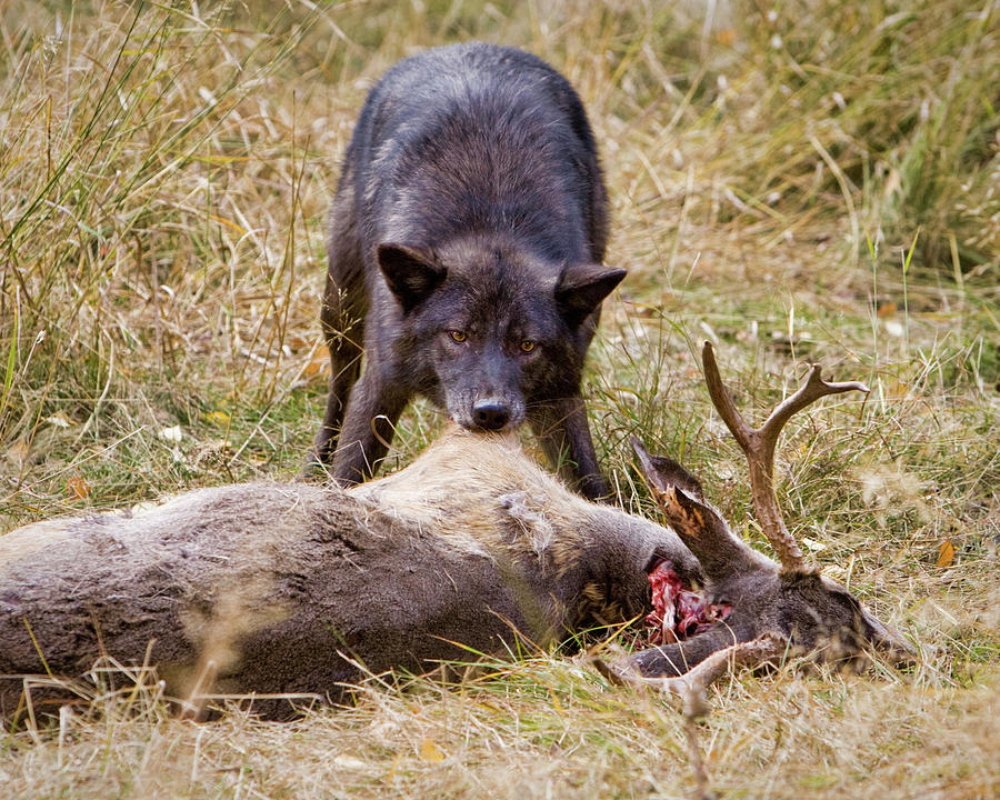 Wolf Feast Photograph by Jerry Fornarotto