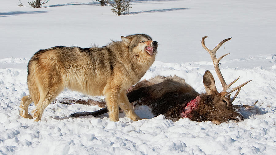 Wolf Feeding on Elk Photograph by Jerry Fornarotto