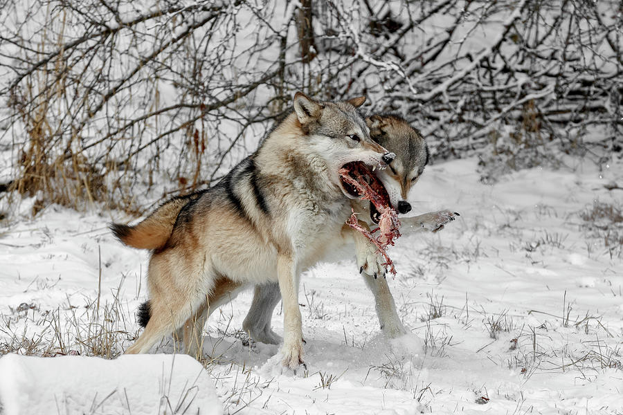 Wolf Food Fight Photograph by Wes and Dotty Weber