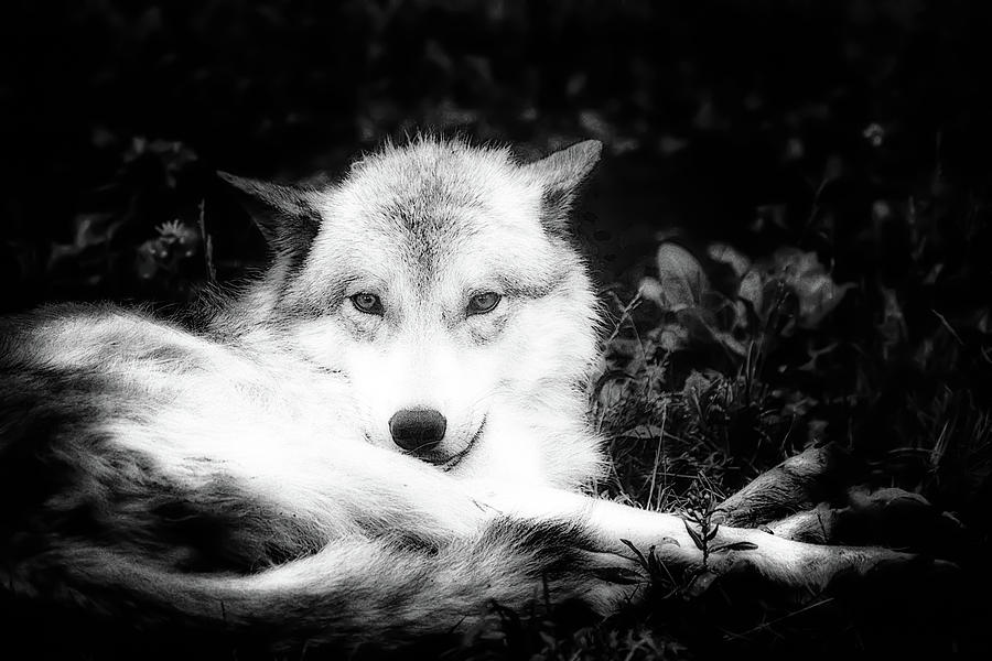 Wolf Grin Photograph by Karl Anderson