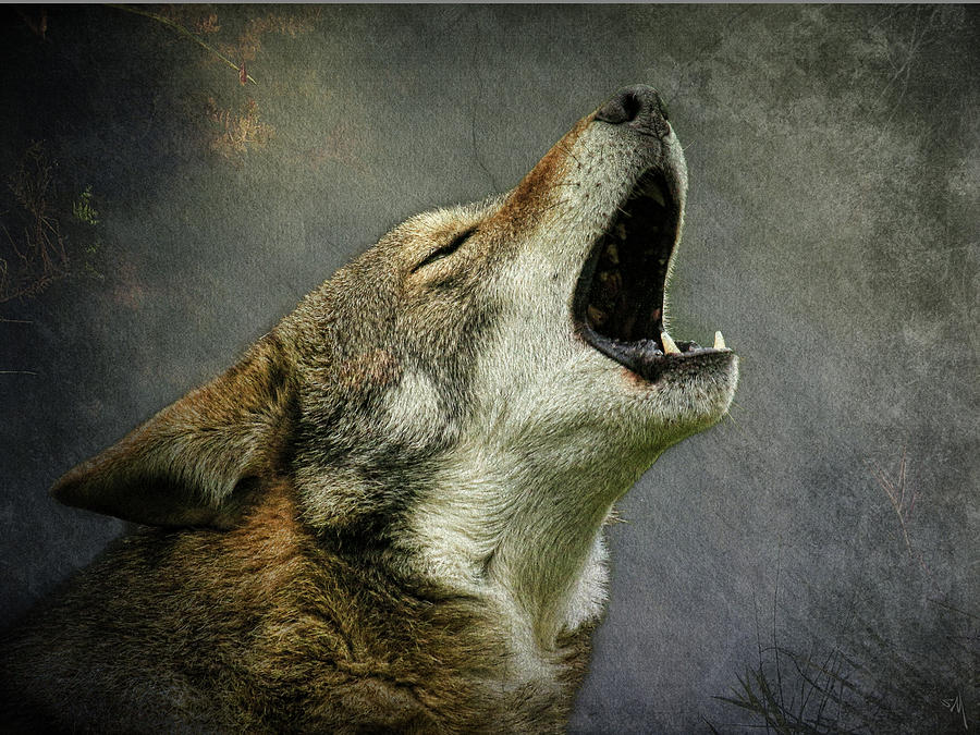 Wolf Howl Photograph By Steve Mckinzie