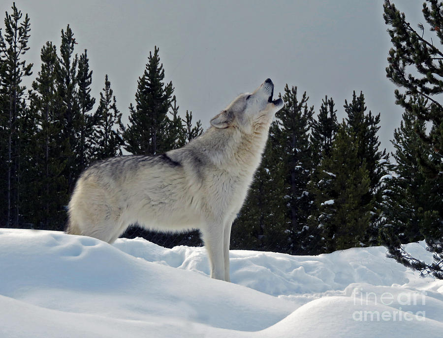 Wolf howling Photograph by Cindy Murphy - NightVisions