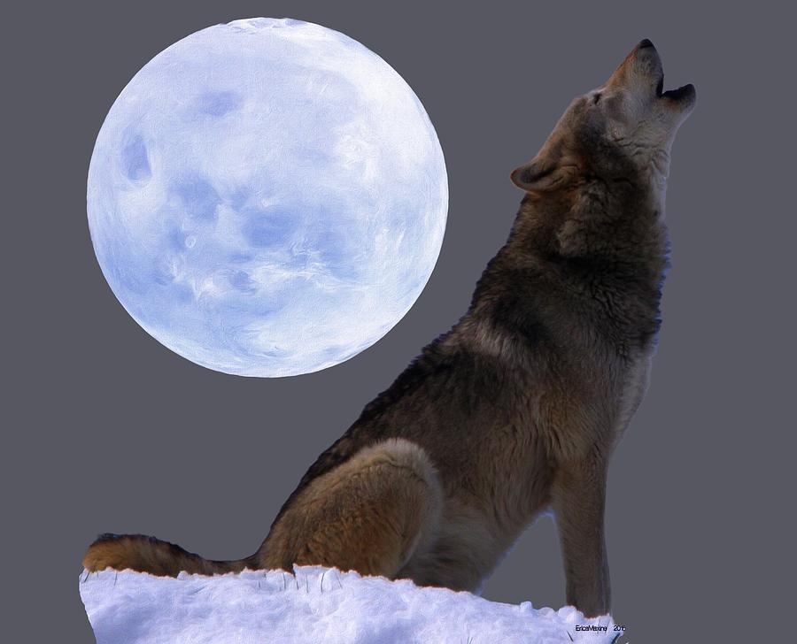Wolves Photograph - Wolf Howling by Ericamaxine Price