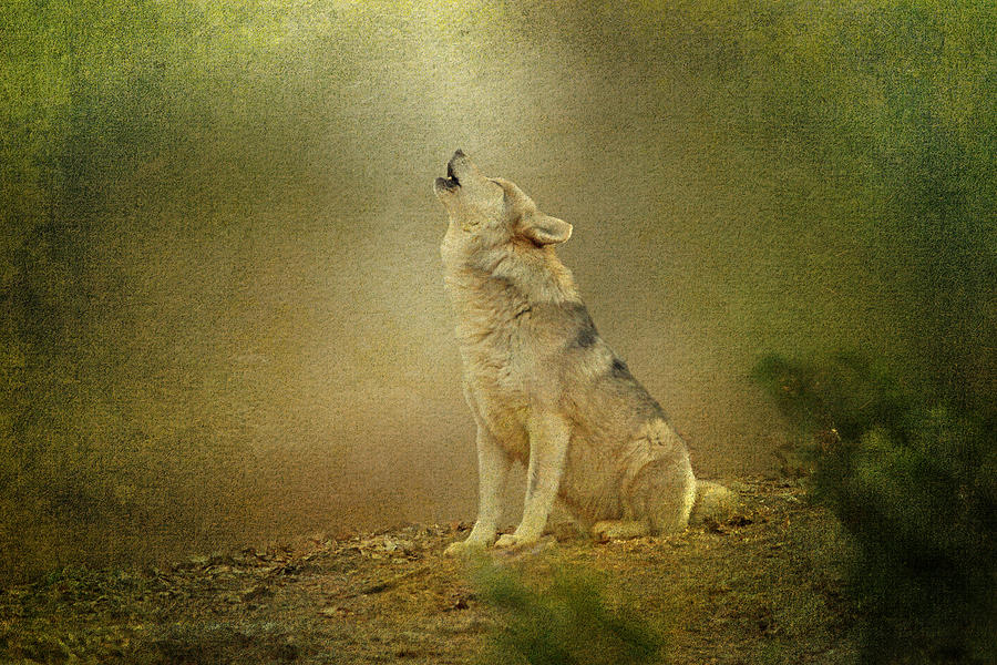 Wolves Photograph - Wolf Howling by Sandy Keeton
