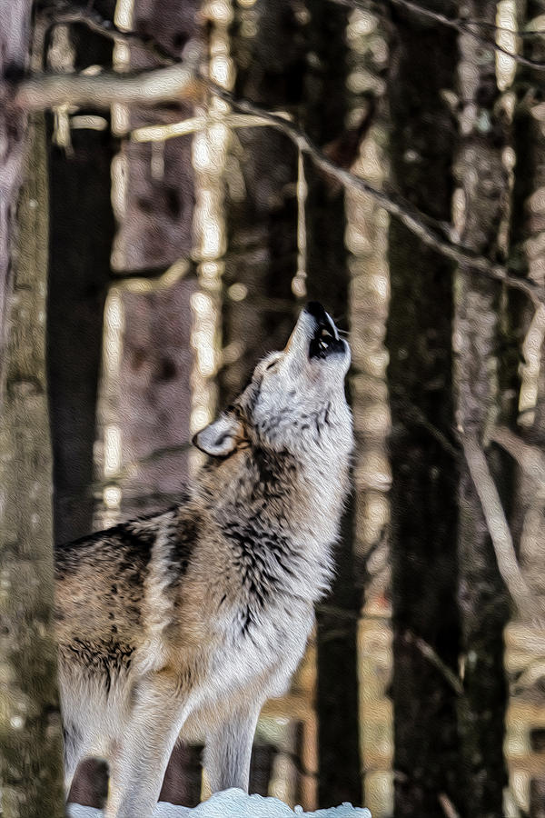 Wolf Howling Photograph by Tracy Winter