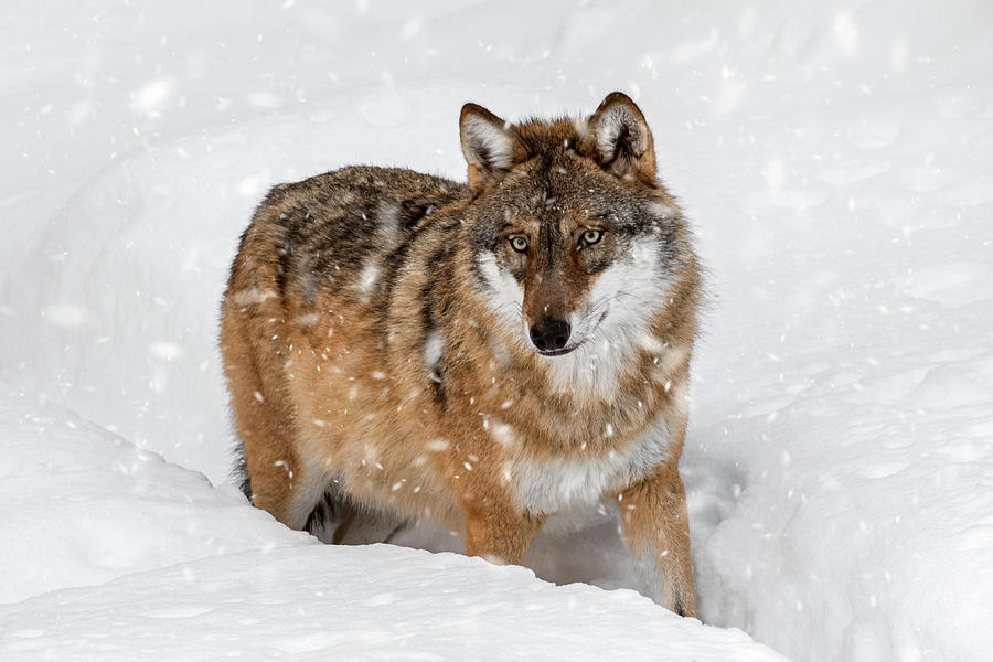 Wolf Hunting in Winter Photograph by Arterra Picture Library
