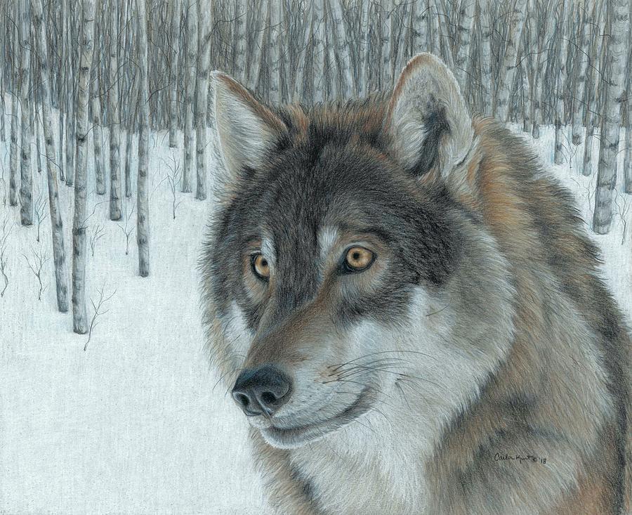 Wolf in Aspens Drawing by Carla Kurt