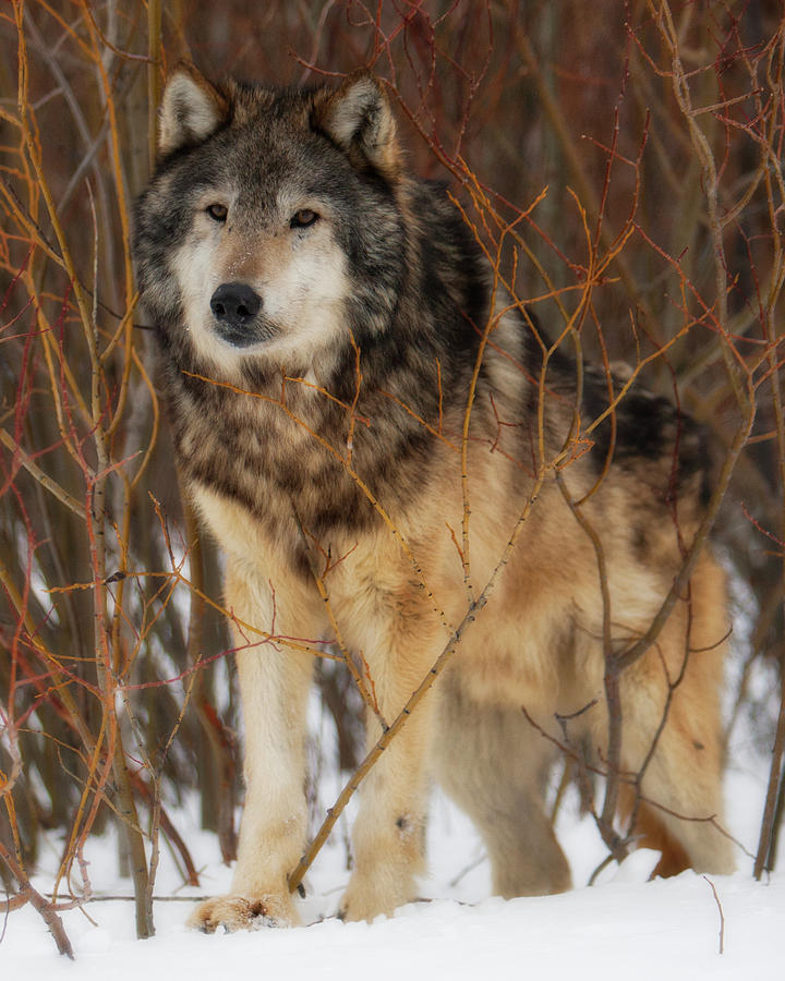Wolf in Brush Photograph by Jerry Fornarotto