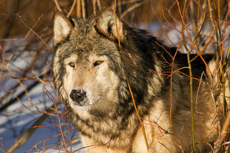Wolf in Brush Photograph by Scott Read