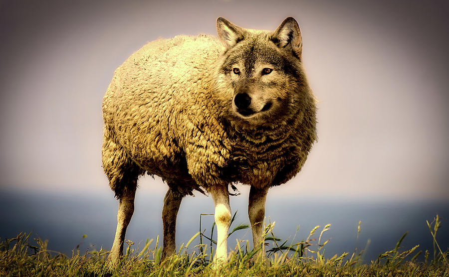 Wolf In Sheeps Clothing Photograph by Mountain Dreams