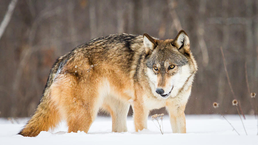 Wolf in snow Photograph by Michelle Lalancette | Fine Art America