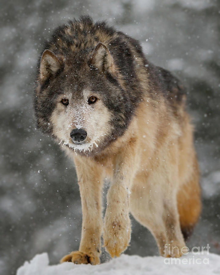 Wolf in Snowstorm Photograph by Jerry Fornarotto