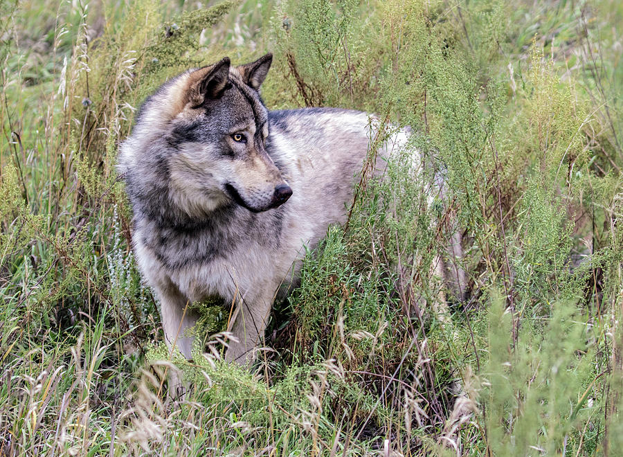 Wolf in the Grass Photograph by Dawn Key