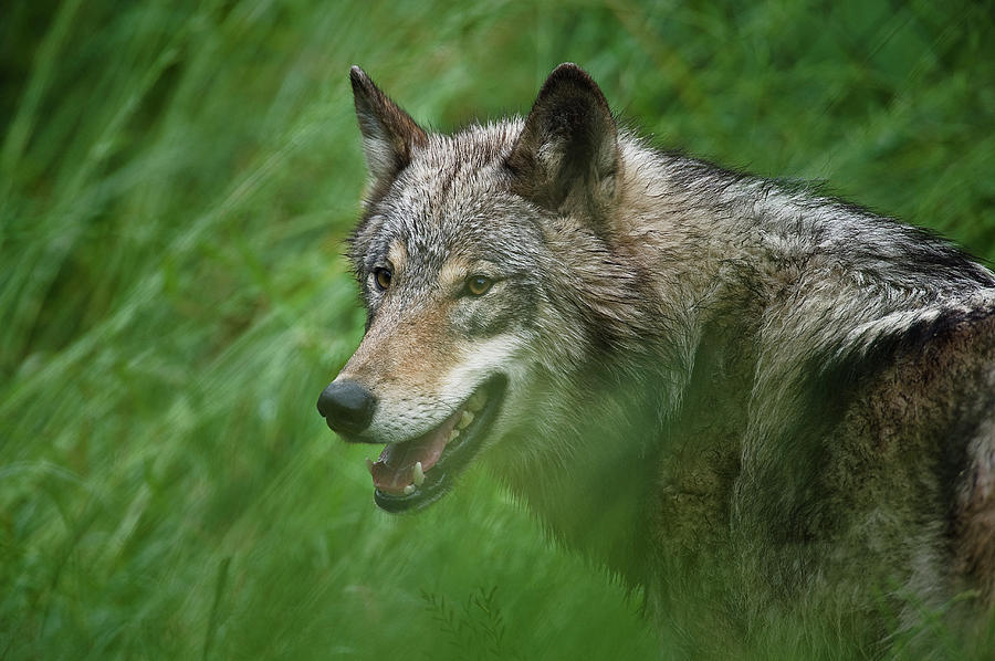 Wolf in the Grass Photograph by John Christopher
