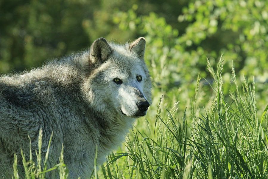 Wolf in the Grass Photograph by Steve McKinzie