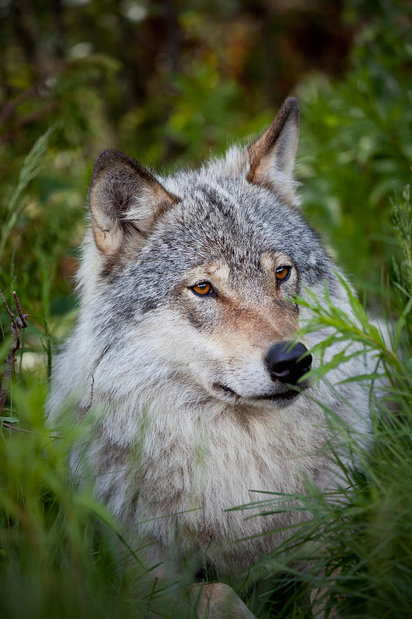 Wolf in the grass Photograph by Yngve Alexandersson