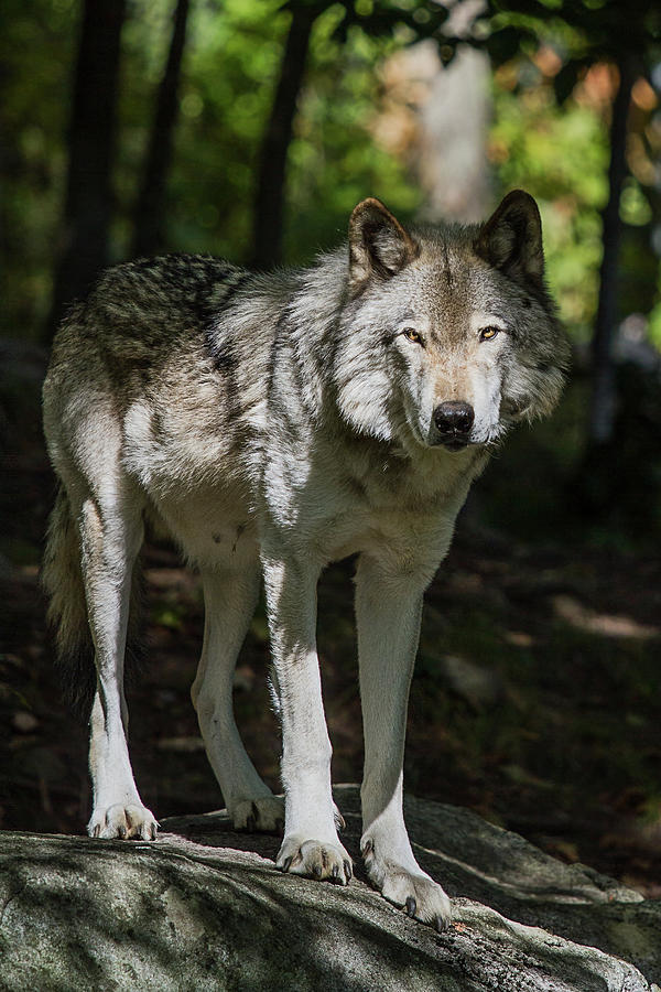 Wolf in the shadows Photograph by Derek Shearer - Fine Art America