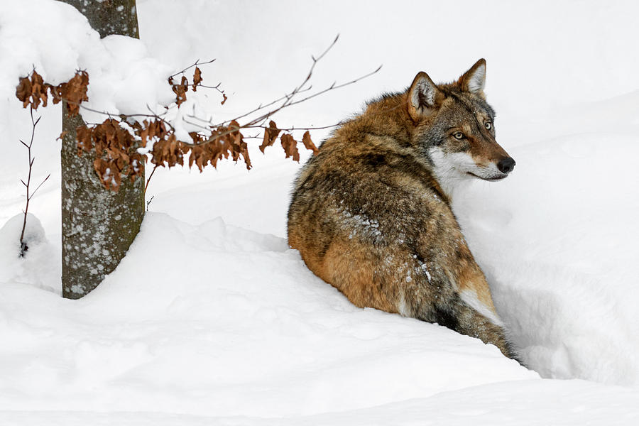Wolf in the Snow Photograph by Arterra Picture Library