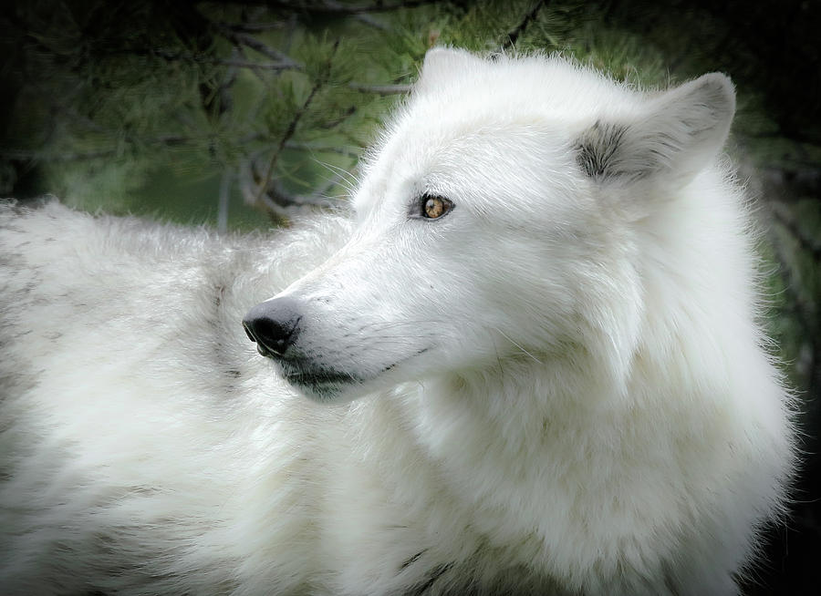 Wolf In The Wild Portrait Photograph by Athena Mckinzie