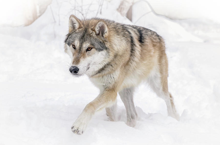 Wolf In The Winter Snow  Photograph by Athena Mckinzie