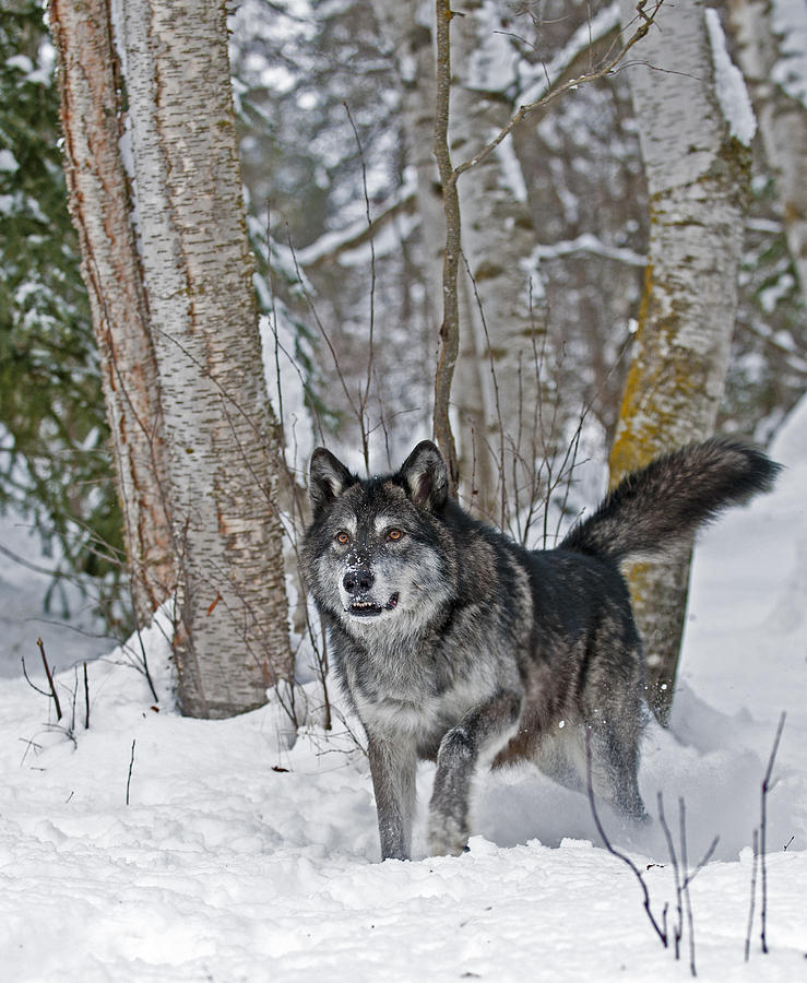 Wolf in Trees Photograph by Scott Read Wolf in Trees Photograph by Scott Read