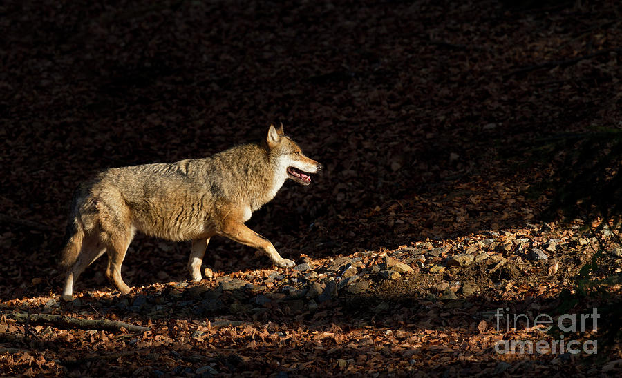 Wolf Photograph - Wolf In Woodland by Richard Garvey-Williams Wolf Photograph - Wolf In Woodland by Richard Garvey-Williams