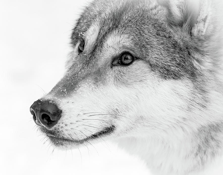 Wolf In Your Face BW Photograph by Athena Mckinzie