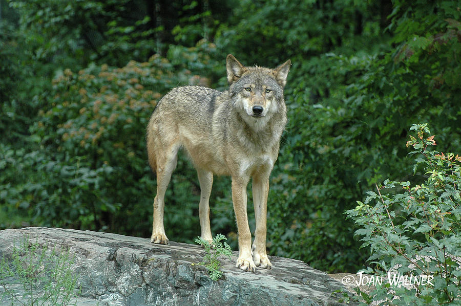 Wolf Photograph by Joan Wallner