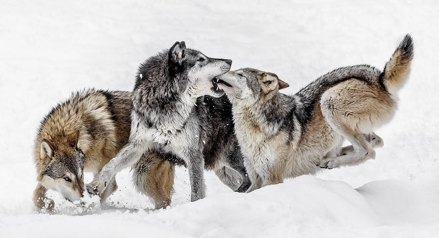 Wolf Kisses Photograph by Wes and Dotty Weber
