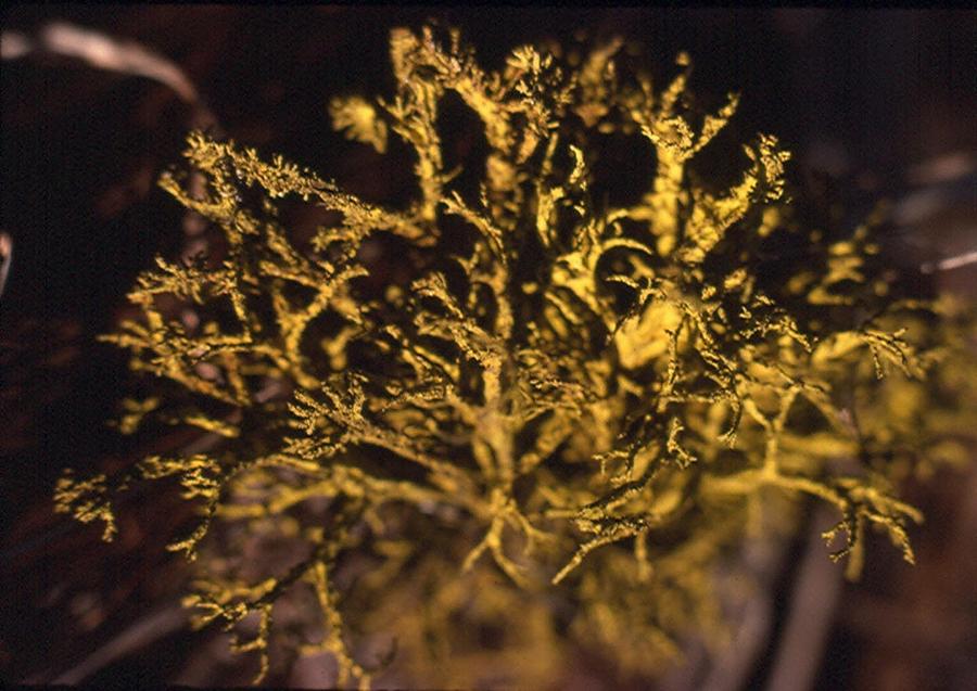 Nature Photograph - Wolf Lichen I by Chris Gudger