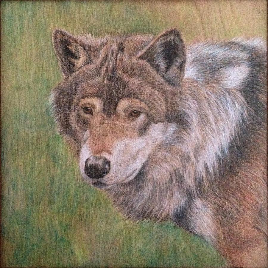 Wolf Drawing by Lori Vogel - Fine Art America