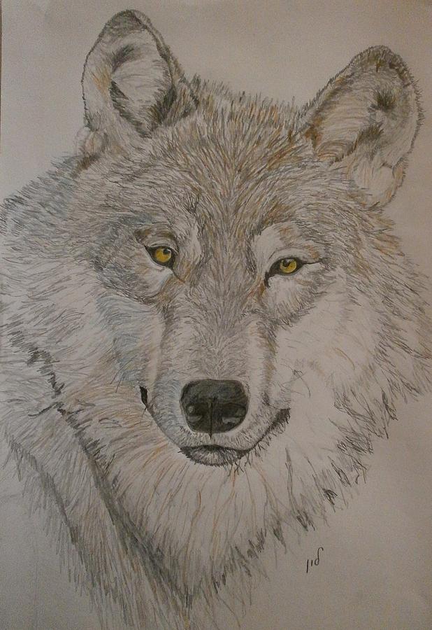 Wolf Drawing by Maria Woithofer