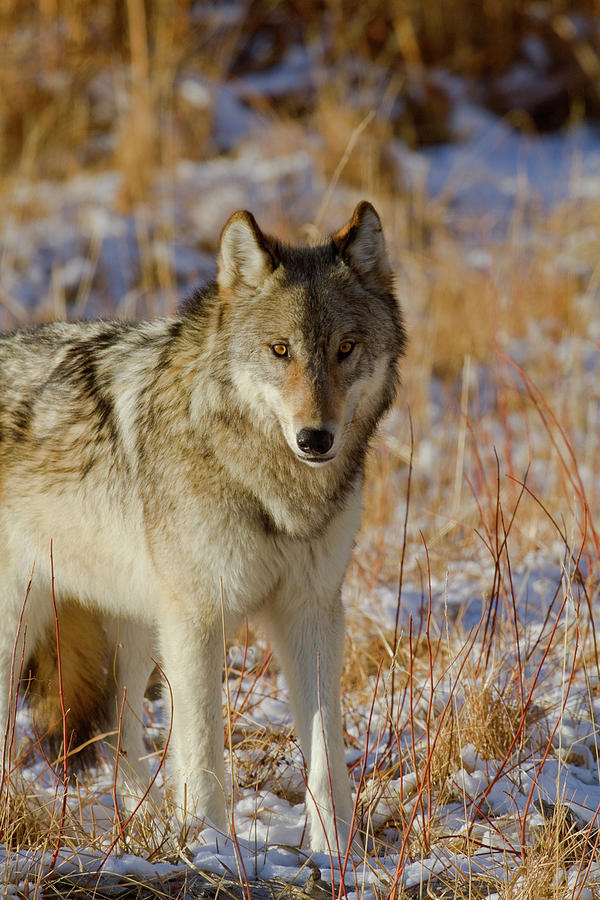 Wolf Photograph by Mark Miller