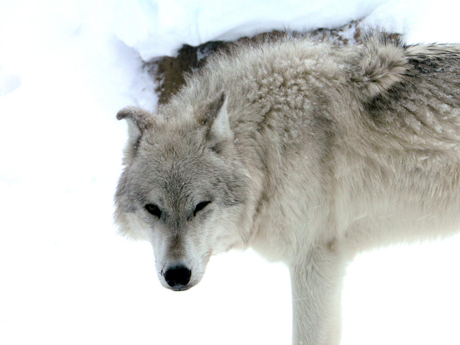 Wolf Photograph by Meagan  Visser