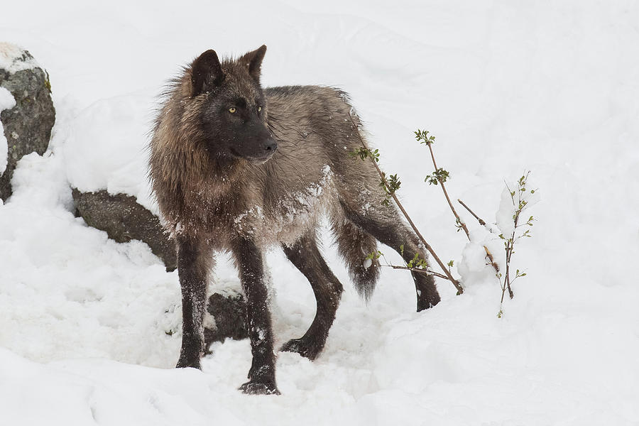 Wolf Medicine Photograph by Sandy Sisti