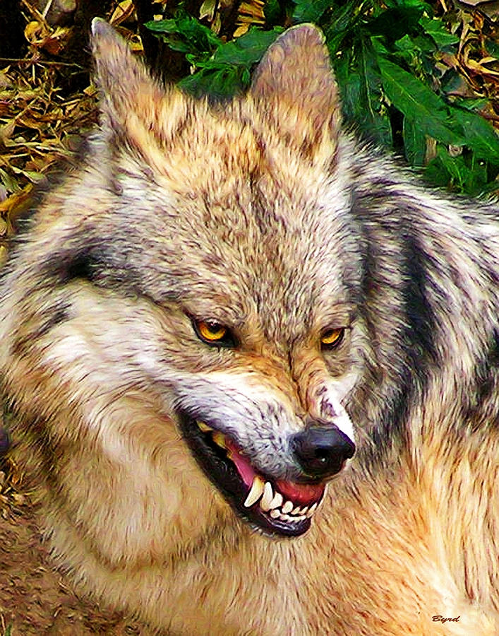 Wolf Menace Photograph by Christopher Byrd