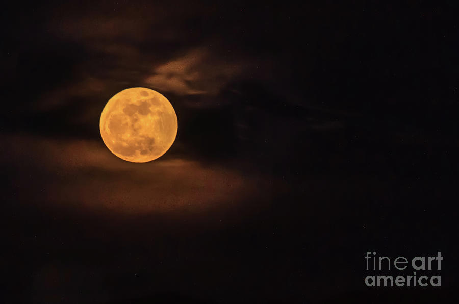 Nature Photograph - Wolf Moon by Robert Bales