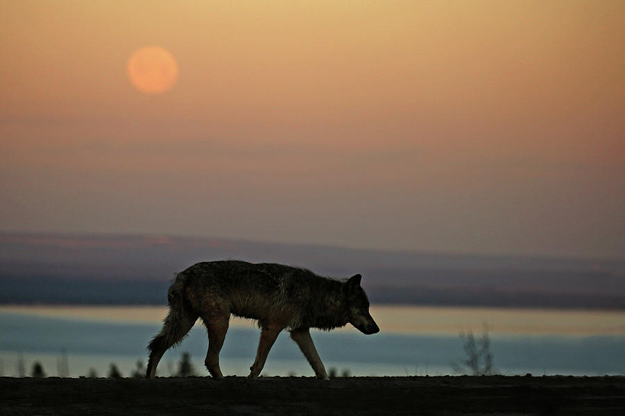 Wolf Moon Photograph by Sandy Sisti