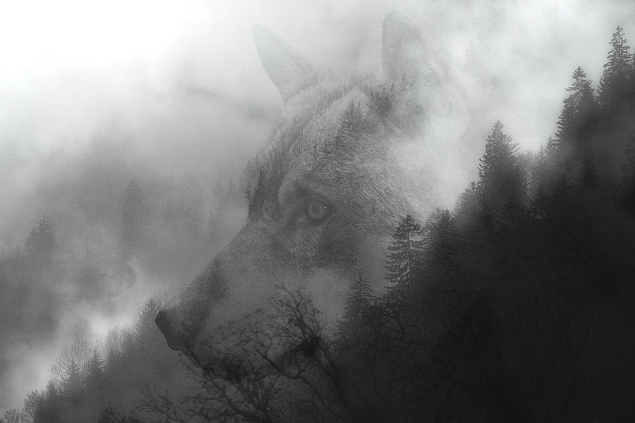 Wolf Mountain Digital Art by Richard Jungst - Fine Art America